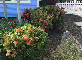 Bush Trimming by Charles Walton for Carran S. in Lake Worth, FL