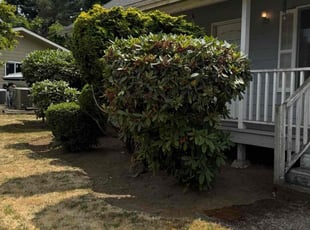 Bush Trimming by Robert Norton for Kelley L. in Vancouver, WA
