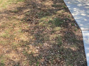 Bush Trimming by Jose Escobedo for Wendy F. in San Antonio, TX