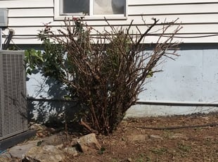 Bush Trimming by Anna Flint for Connie W. in Blue Springs, MO
