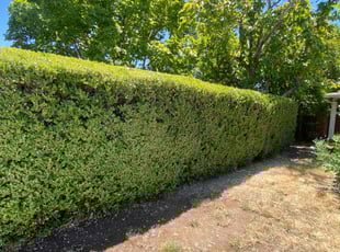 Bush Trimming by Uriel Aldrete for Matthew M. in Sacramento, CA
