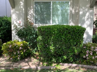 Bush Trimming by Jonathan Allen for Aaron S. in Sacramento, CA