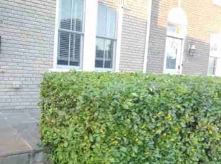 Bush Trimming by Chris Stewart for Heather H. in Washington, D.C., DC