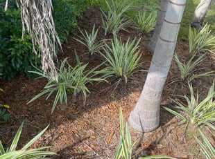 Weeding by Cale Vega for Jonathan P. in Port St. Lucie, FL
