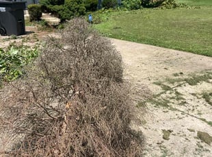 Bush Trimming by Hector Amaya for Tabitha R. in Woodbridge, VA