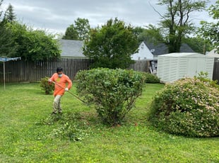 Bush Trimming by Angel P. for Teresa V. in Falls Church, VA