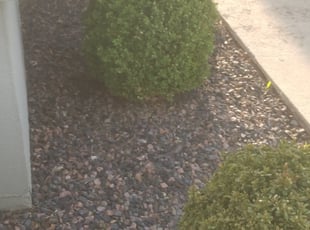 Weeding by Marsha Fosnight for Trace A. in Denver, CO