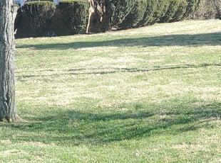 Bush Trimming by Jeff Kirchgessner for Maria B. in Cincinnati, OH