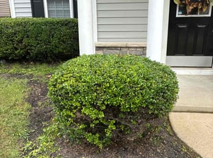 Bush Trimming by Amanda Carter for Stephanie W. in Clayton, NC