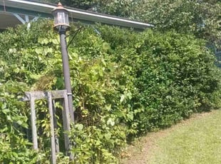 Bush Trimming by Enrique Juarez for Sarah R. in Kennesaw, GA