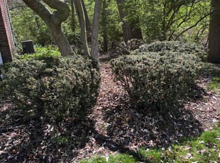Bush Trimming by Keree Farris for Jonee M. in Sylvania, OH