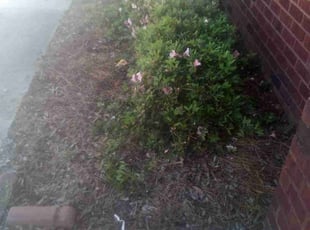 Bush Trimming by Patrick Budd for Amanda C. in Birmingham, AL