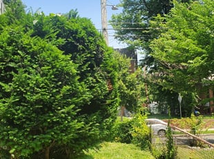 Bush Trimming by Chris Stewart for Savannah D. in Washington, DC
