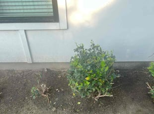 Weeding by Paul Jones for James M. in Houston, TX