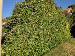 Bush Trimming by Paula Tellez for Dale H. in Palmdale, CA