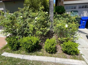 Bush Trimming by Carlos Reyna for Peter F. in Fontana, CA