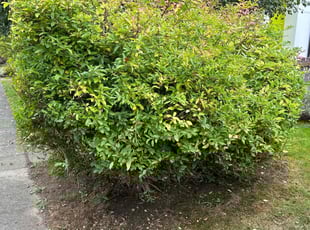 Bush Trimming by Richard Luiza Jr for Melissa Z. in Seattle, WA