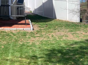 Bush Trimming by Richard Gibson for Denton G. in Milton, MA