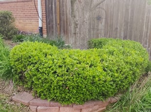 Bush Trimming by Allan Roberts for John B. in McLean, VA