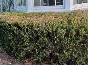Bush Trimming by Melody Herrera for Robert P. in Fort Worth, TX