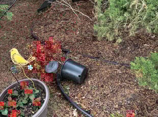 Weeding by Zachery Riedberger for Shirley N. in Osseo, MN