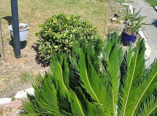 Bush Trimming by Terrell & Dana Wyatt for Kelvin H. in Corpus Christi, TX