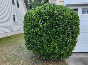 Bush Trimming by Quinn Murphy for Dawn W. in Columbia, SC