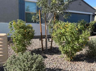 Bush Trimming by Florencio Olivarez for Sebitu D. in Phoenix, AZ