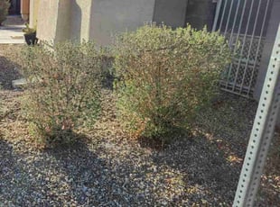 Weeding by Lamont Johnson for James L. in North Las Vegas, NV