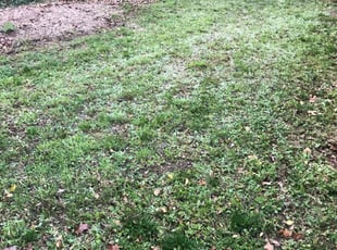 Leaf Removal by Zachary Brashear for Adam B. in Chesterfield, VA