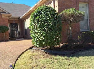 Bush Trimming by Darren Mckinney for Katy B. in Memphis, TN