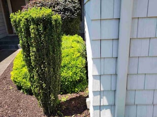 Bush Trimming by William Hovemeyer for Brett H. in Virginia Beach, VA