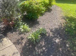 Weeding by Melvin Pryor for Maddie M. in Nashville, TN