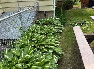 Weeding by Harry Figueroa for Wendy G. in Springfield, MA