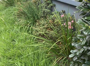 Weeding by Gary Allen for Rebecca F. in New Orleans, LA