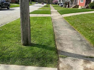 Frances B.'s Grass Cutting service result