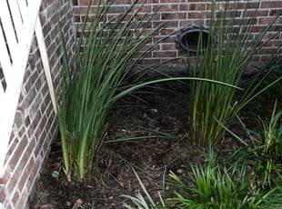 Bush Trimming by Edward Norman for Aubrey M. in New Orleans, LA