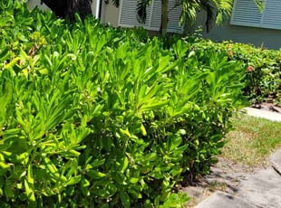Bush Trimming by Steve Hughes for Anthony P. in Satellite Beach, FL