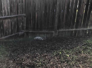 Cleanups by Chaes Pate for Ryan B. in San Antonio, TX