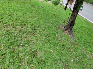 Cleanups by Damien Lizana for Nathan C. in Tallahassee, FL