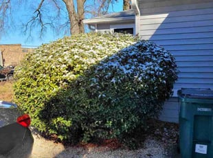 Bush Trimming by Mike Williams for Maurice N. in Richmond, VA