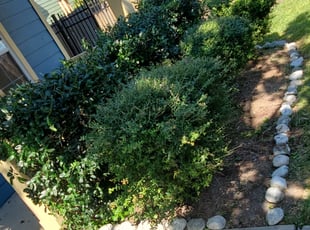 Bush Trimming by Andrew Casares for Rick M. in Houston, TX