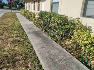 Bush Trimming by Frank Furia for Perk P. in West Palm Beach, FL