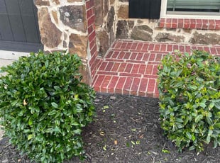 Bush Trimming by Jai Kately for Pete L. in Waxahachie, TX