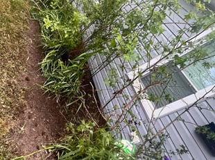 Weeding by Beau Scarboro for Ethan C. in Hampton, VA