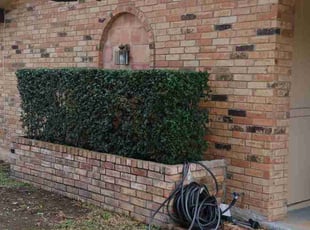 Bush Trimming by Vincent Vasquez for Molly A. in San Antonio, TX