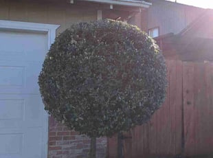 Bush Trimming by Philip Phan for Sherry H. in Stockton, CA