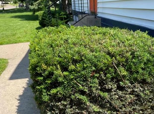 Bush Trimming by Connor Doyle for Eric J. in Saint Paul, MN