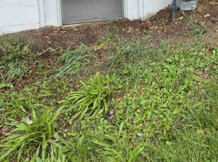 Leaf Removal by Carla Cochran for Tammy P. in Harrisonburg, VA