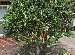 Bush Trimming by Chandra Thomas for Lincoln J. in Hampton, GA